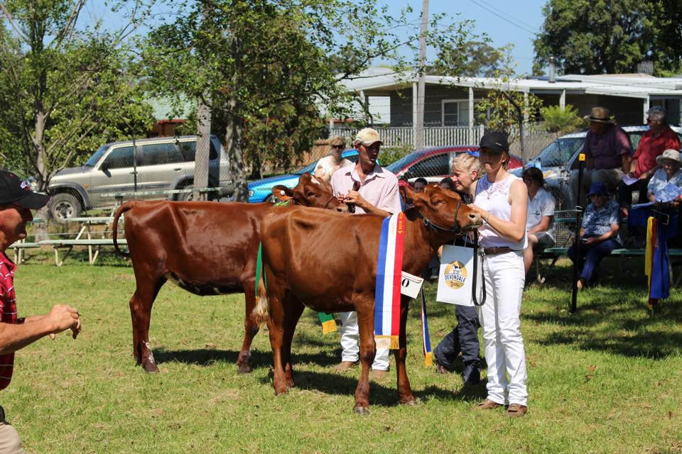 2014 Spring Fair Champ  Res Heifer