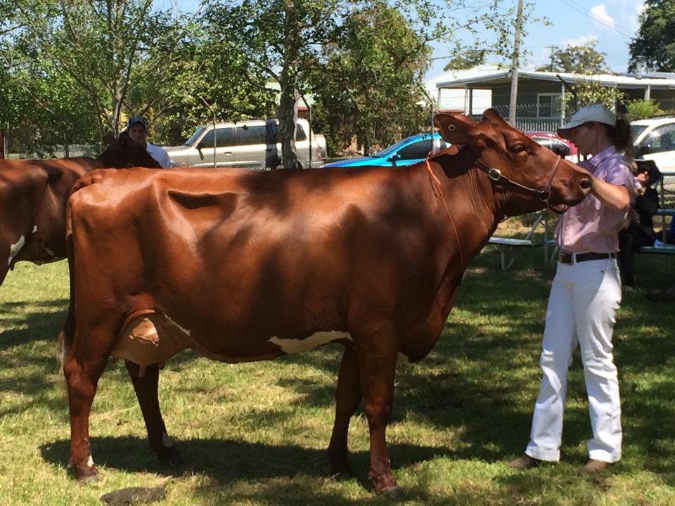 2014 Spring Fair NSW 3-4yrs Champ Cow