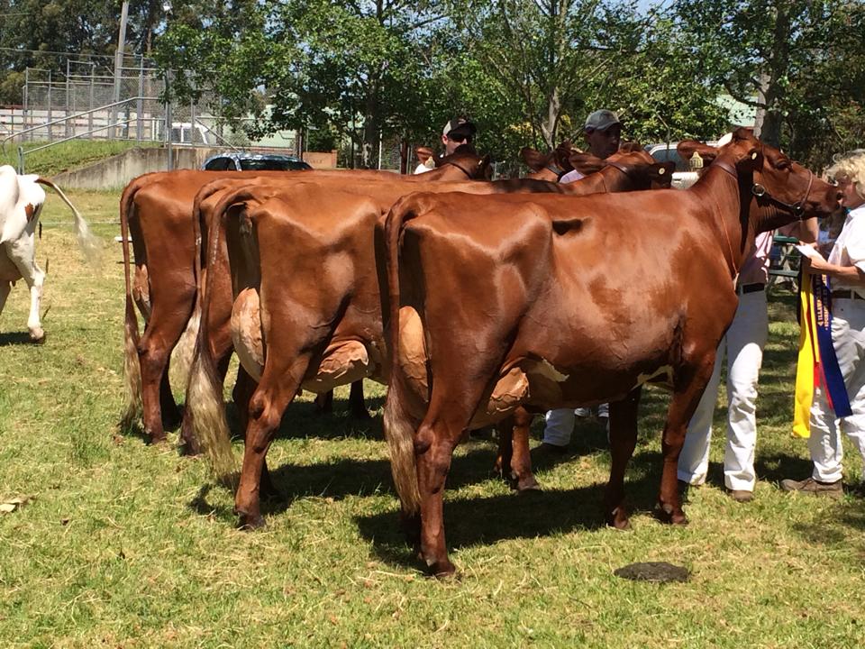 2014 Spring Fair NSW Best Udder