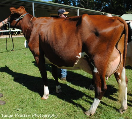 2015 Maleny Champ Cow lr