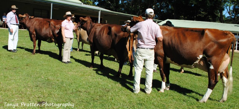 2015 Maleny Pen of Three Cows lr