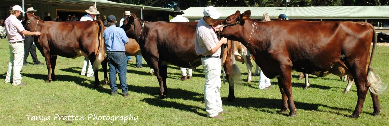 2015 Maleny Pen of Three Heifers lr