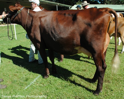 2015 Maleny Show Junior Champ lr