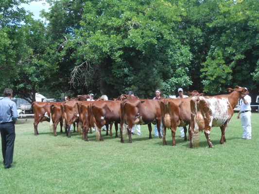 2015 Nowra Snr Cham lineup lr