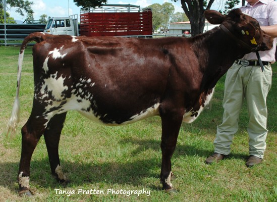 2015 SEQICC Calf Day Jnr Champ