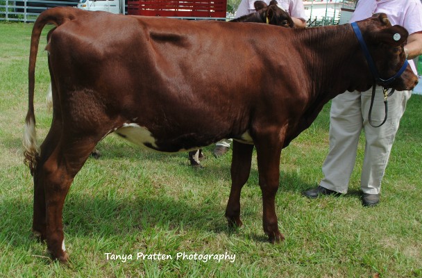 2015 SEQICC Calf Day Jnr Res Champ