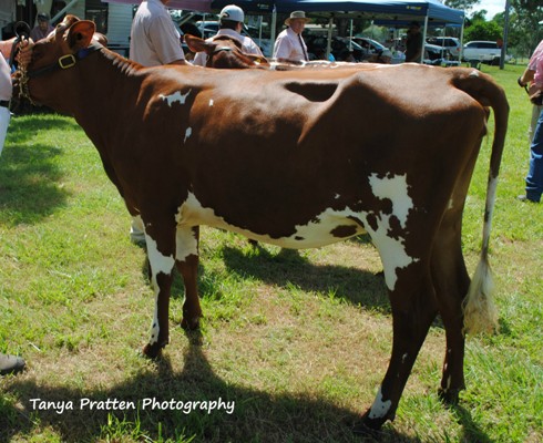 2015 SEQICC Snr Res Champ