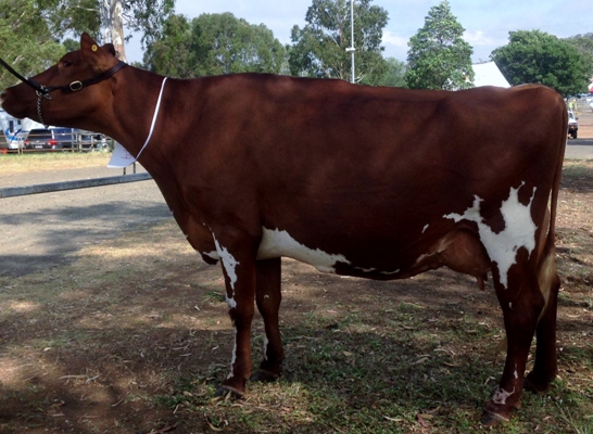 2015 Toow Champion Cow lr