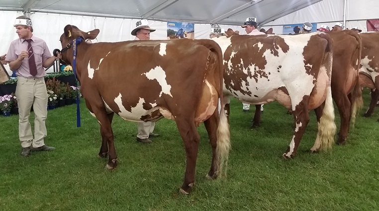 20160905 124200 for website Class 80 Senior Best Udder