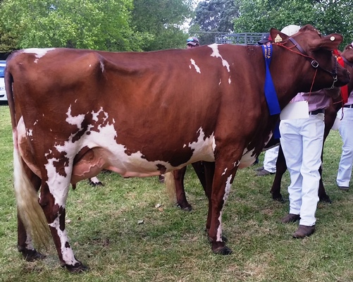 20161020 113736 shrunk for website best udder