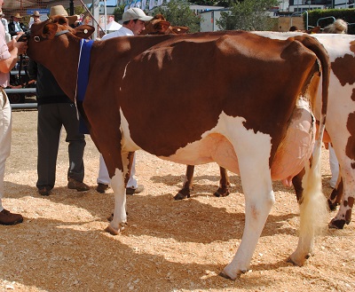 2016 Bris Champ Cow