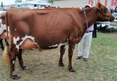 2016 Gatton Champion Cow Allen Vale Blossom 16 lr