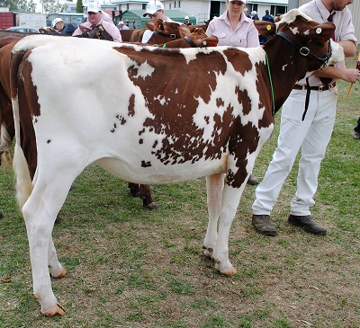 2016 Gatton Jnr Champ lr