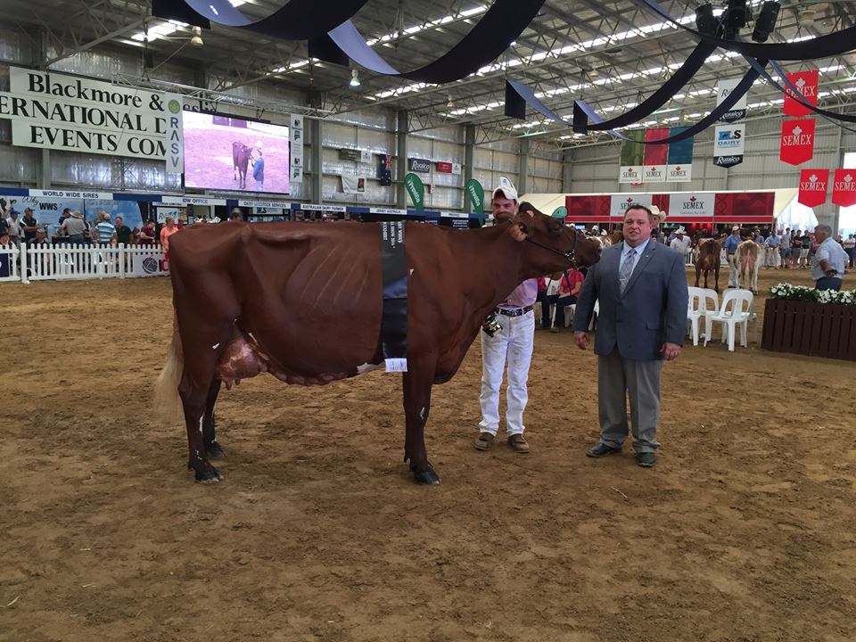 2016 IDW Champ Cow 