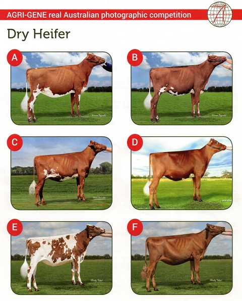 2016 PC Dry Heifer