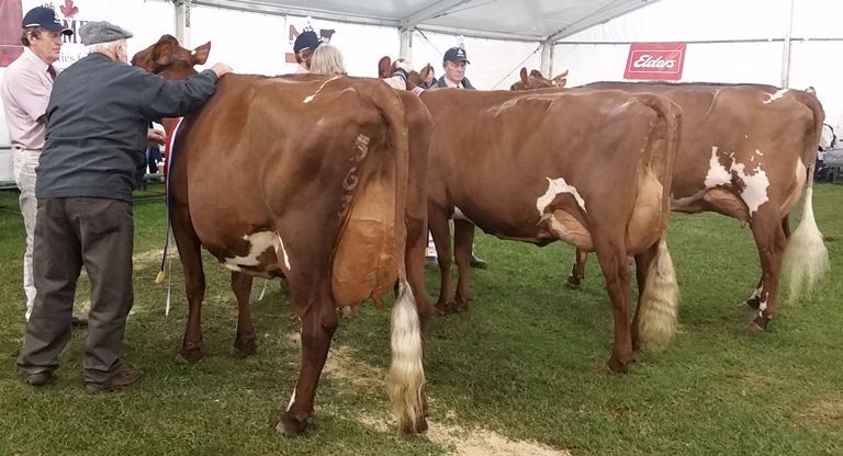 20170904 161806 Snr Champ Springvale Daisy 48 resized for website