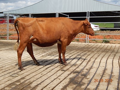 2018 QLD OFC dry heifer