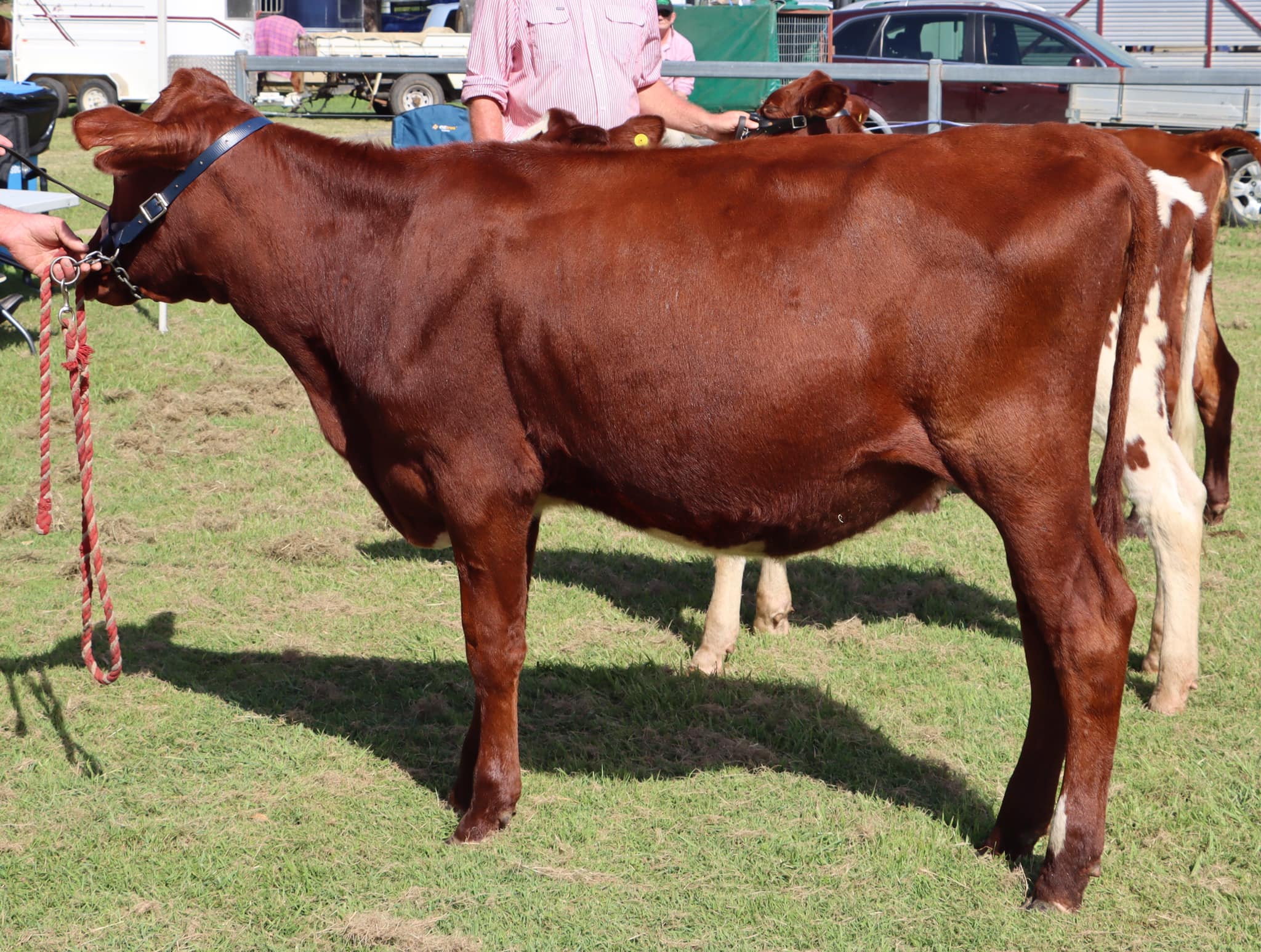 Junior Champion Riverwood Ruth 452 owned by Ledger Family