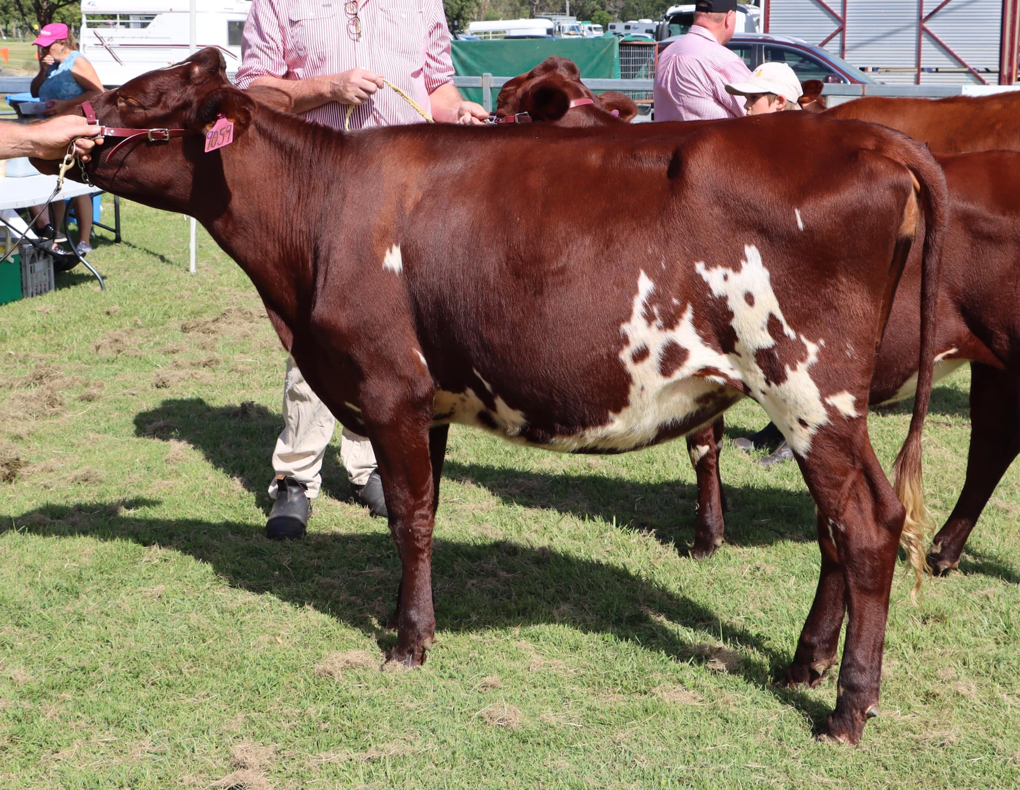 Senior Champion Waraba Elegant Pixie owned by Lindsay Family