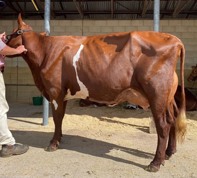 GS Ledger Family Riverwood Doris 51