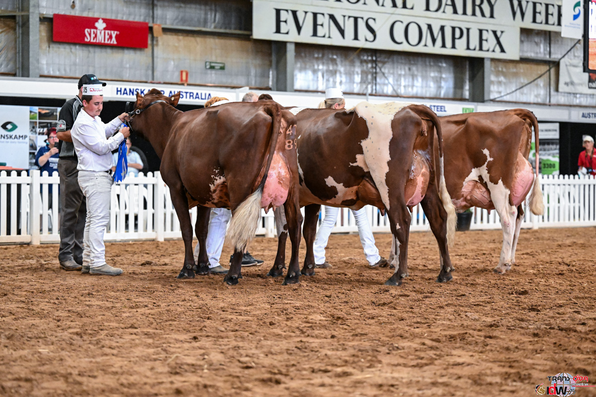 Cow Senior 2 Years in Milk Portdale Tribulation Dutch Toby Fleming