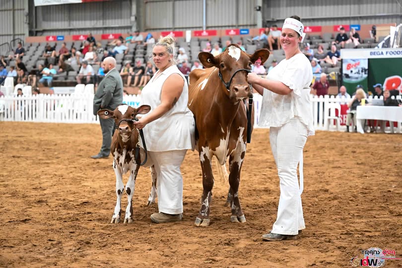 DamS Progeny Or Two Daughters From Brianna Conheady