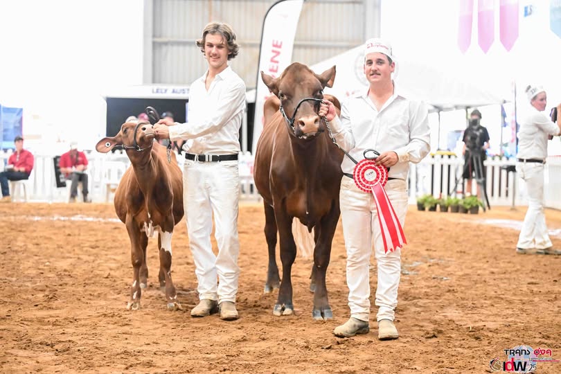 DamS Progeny Or Two Daughters From Toby Fleming