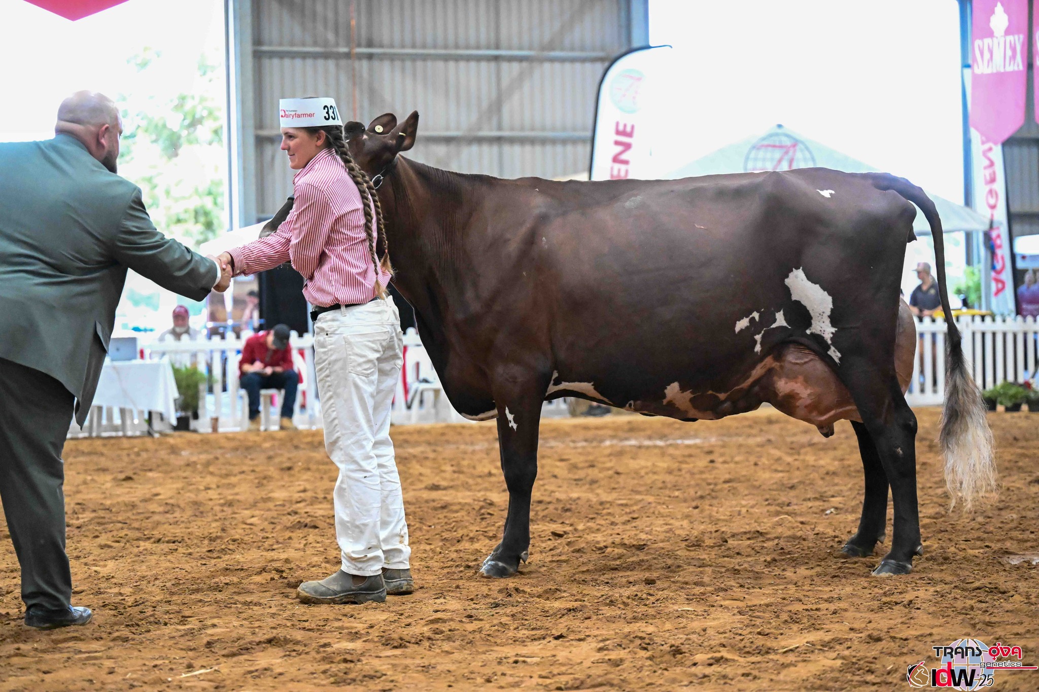 Hazelmont Maxima April Amor Illawarras 7 Yrs