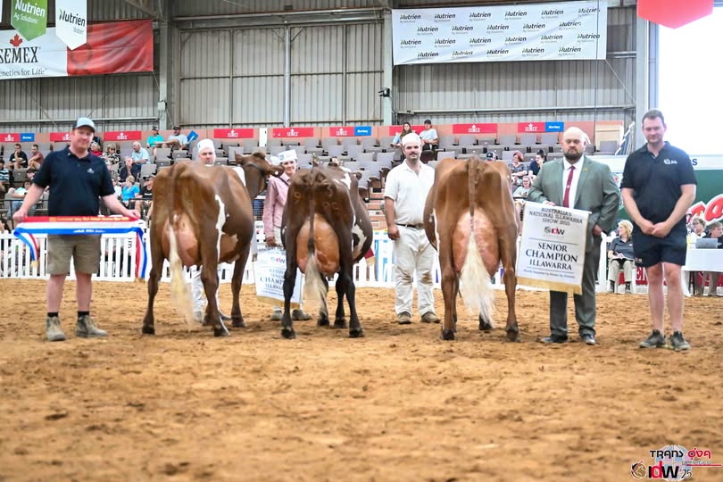 Senior Champion Illawarra