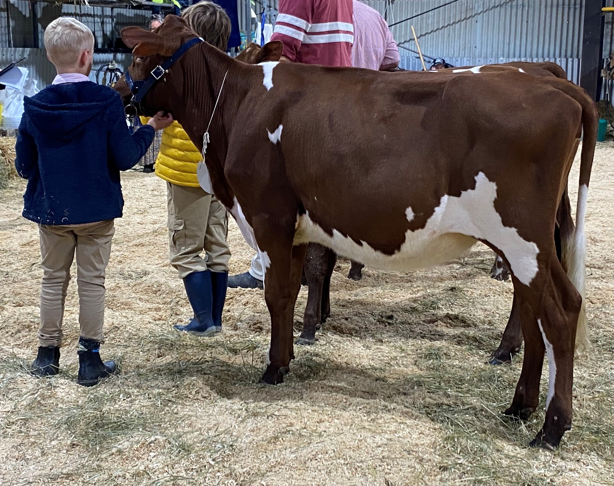 Class 1 Heifer U10mths Riverwood Ding 502