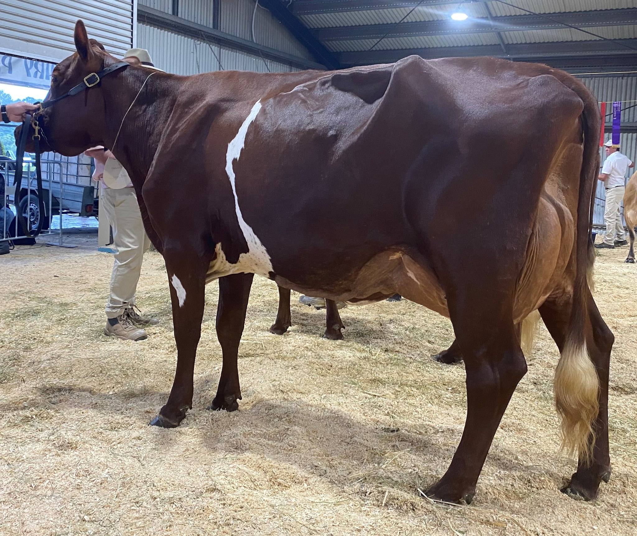 Class 13 Cow 4yrs U5yrs in milk Riverwood Doris 51