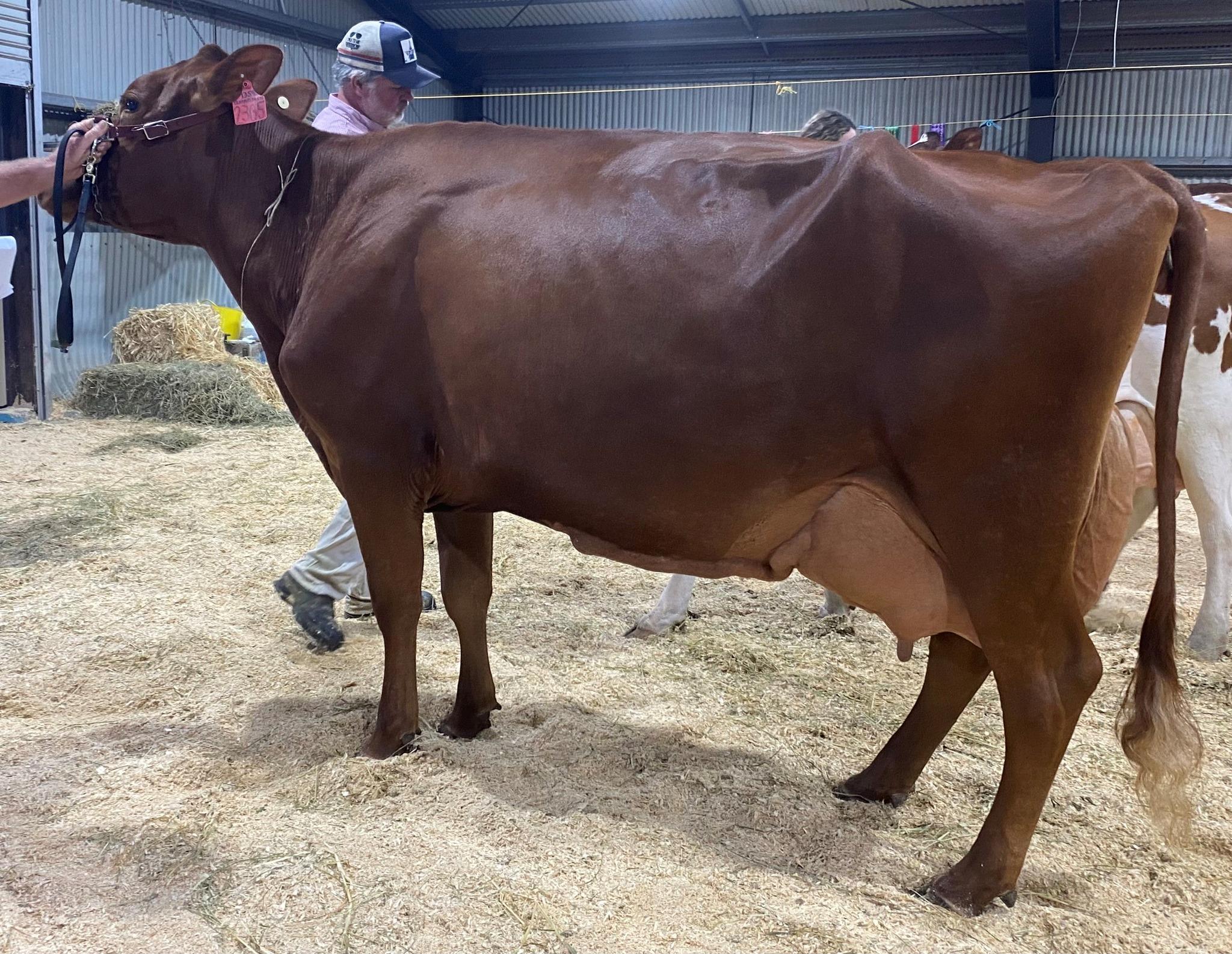 Class 14 Cow 5yrs U7yrs in milk Llandovery Quernies Verbena