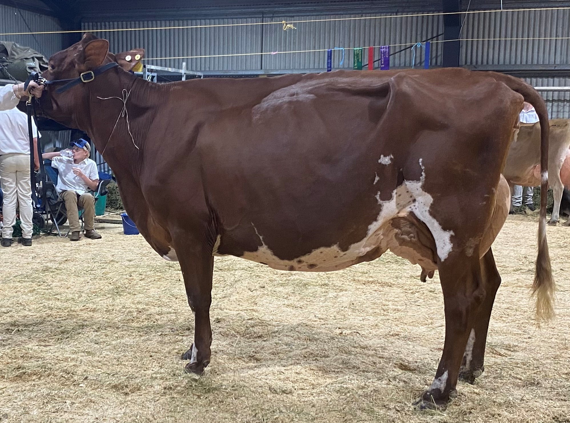Class 15 Cow 7yrs and over in milk Panorama Tammy 38