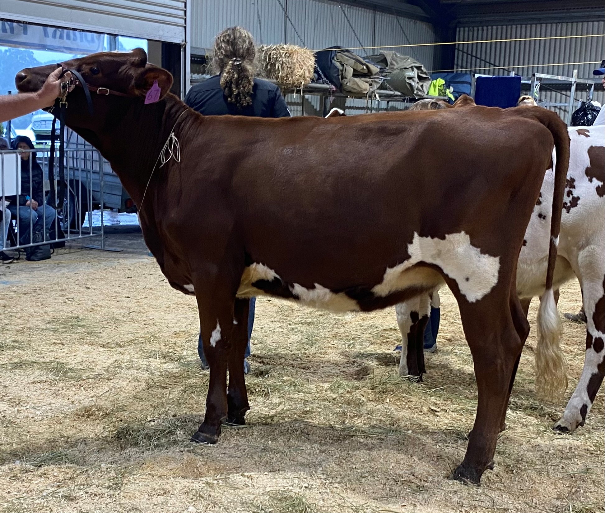 Class 2 Heifer 10mths U15mths Waraba GS Model