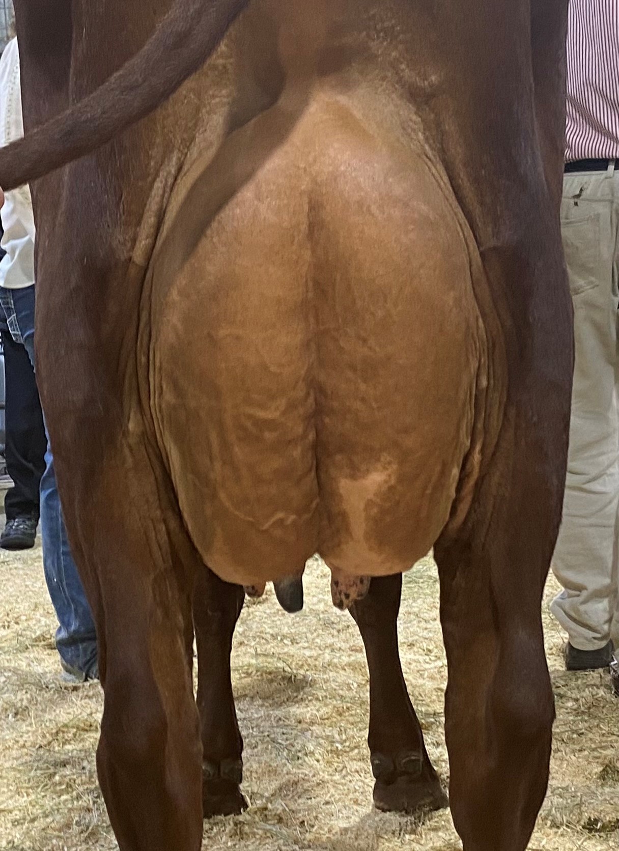 Class 20 Best Udder Attachment 3yrs over in milk Riverwood Doris 51