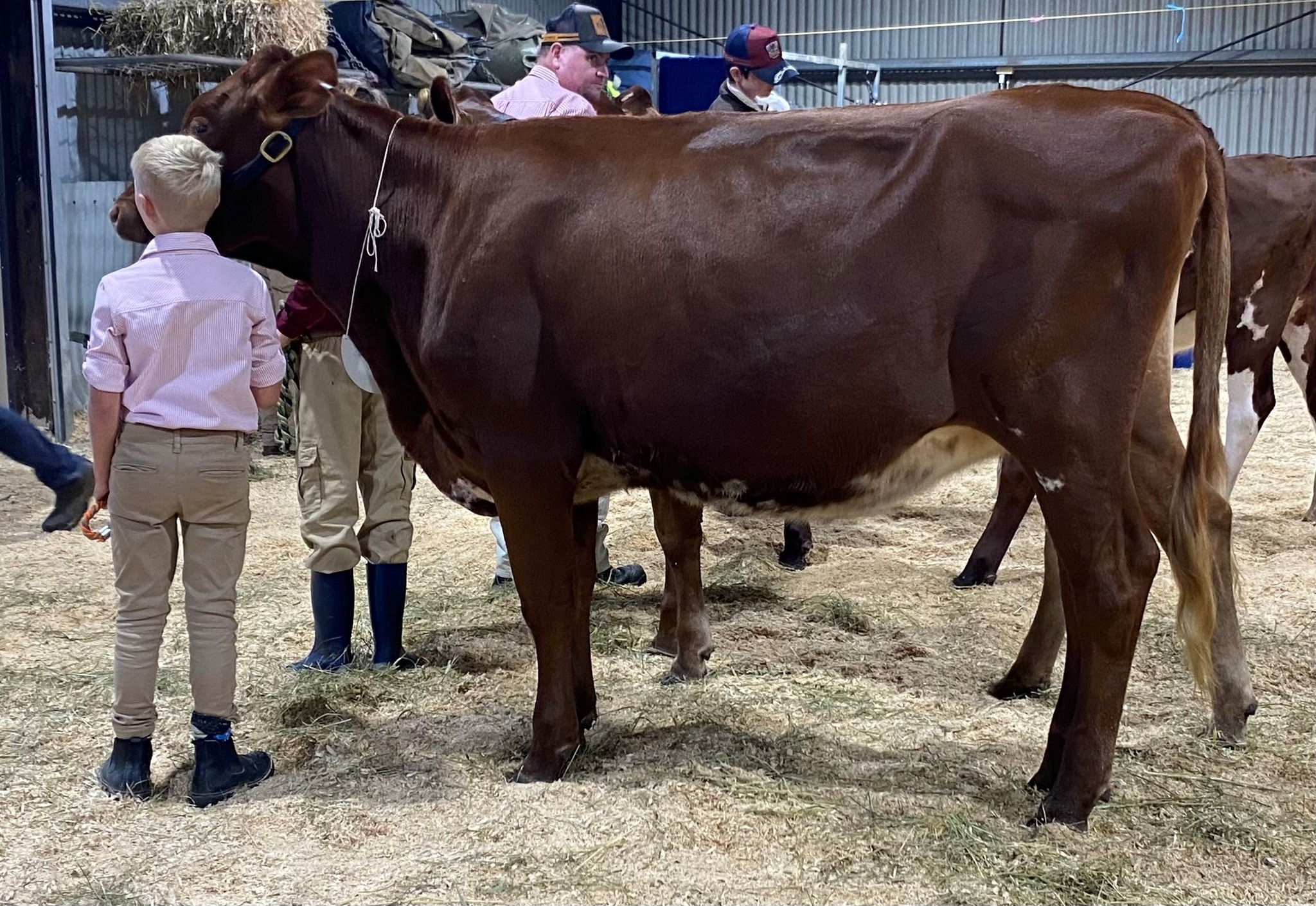 Class 3 Heifer 15mths U20mths dry Riverwood Lady Jean 456