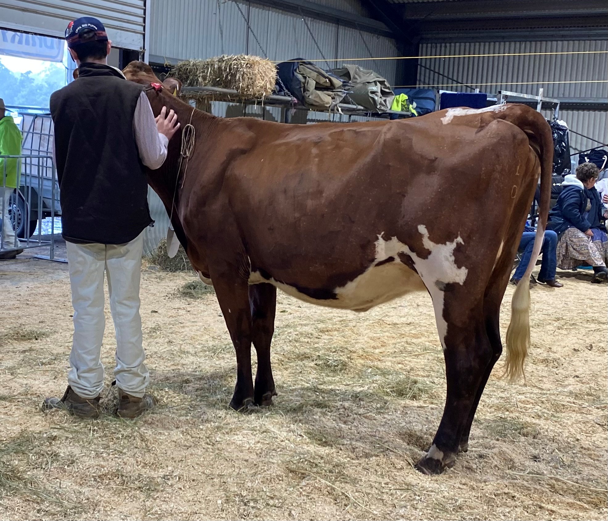 Class 5 Heifer 2yrs U3yrs dry Goomboorian Park Angeline 2