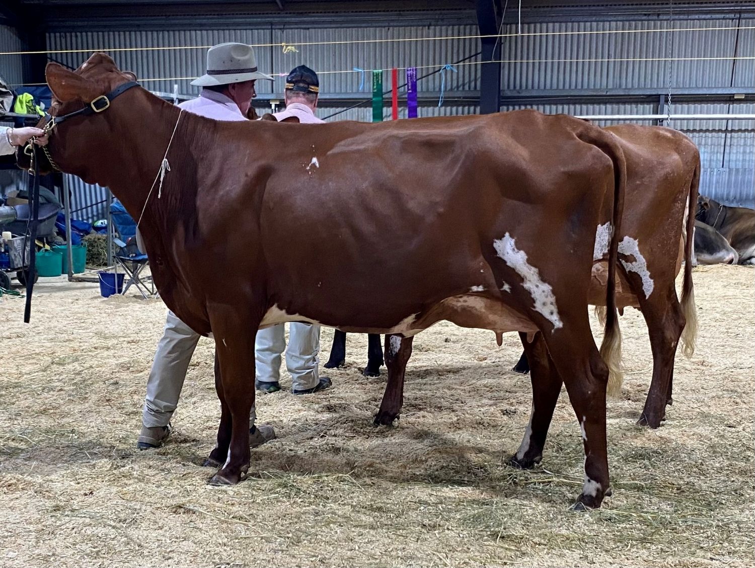 Class 6 Heifer U2.5yrs in milk Riverwood Libby 402