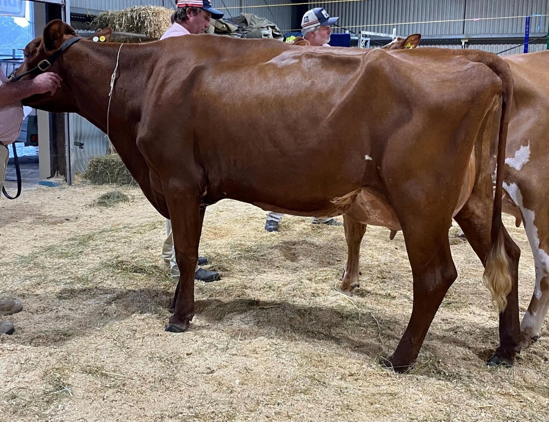 Class 7 Heifer 2.5yrs U3yrs in milk Riverwood Jeannie 370