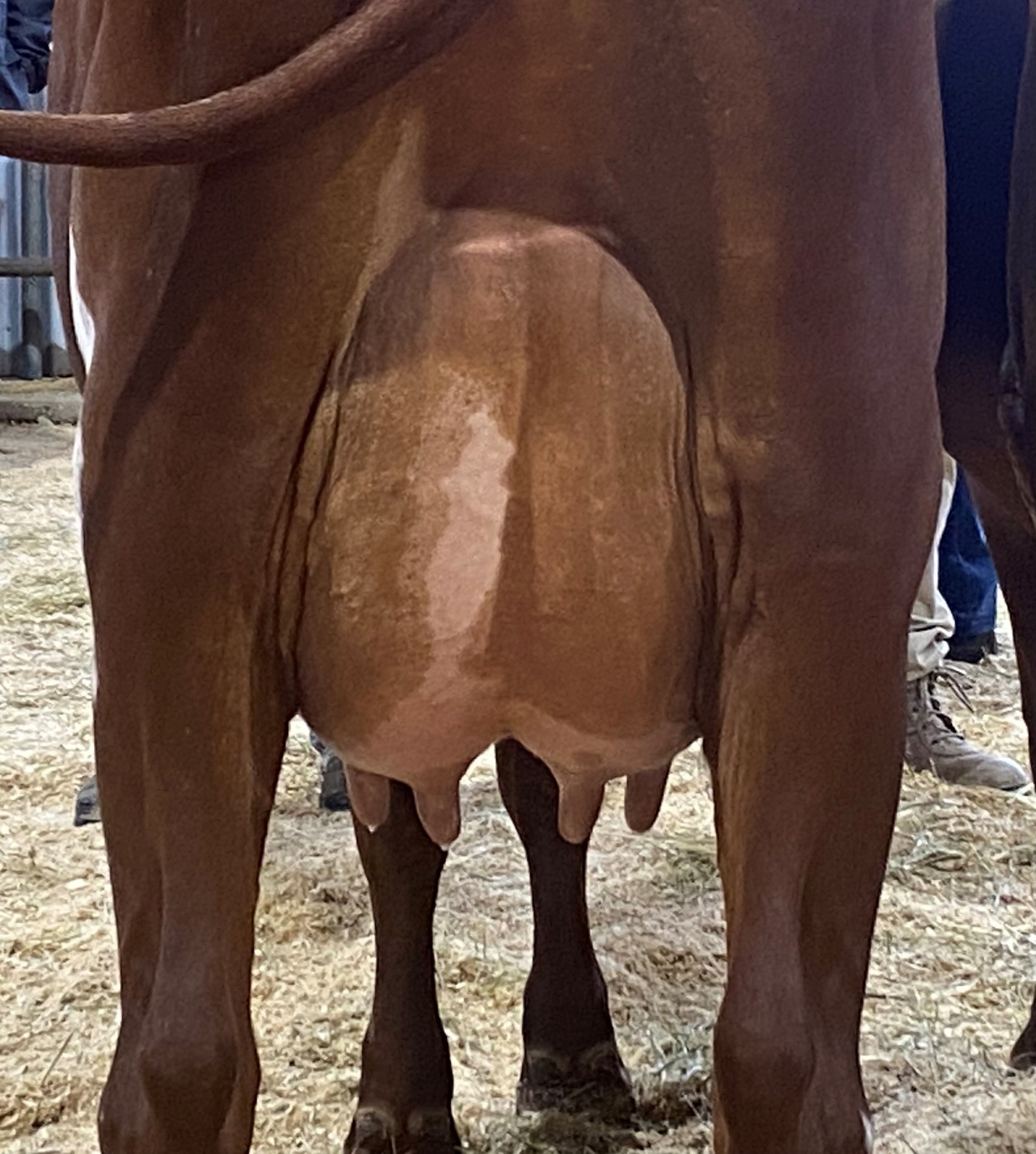 Class 9 Best Udder Attachment U3yrs in milk Riverwood Libby 402