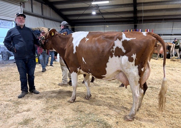 Supreme Champion Butterfat Cow Panorama Tessa 60