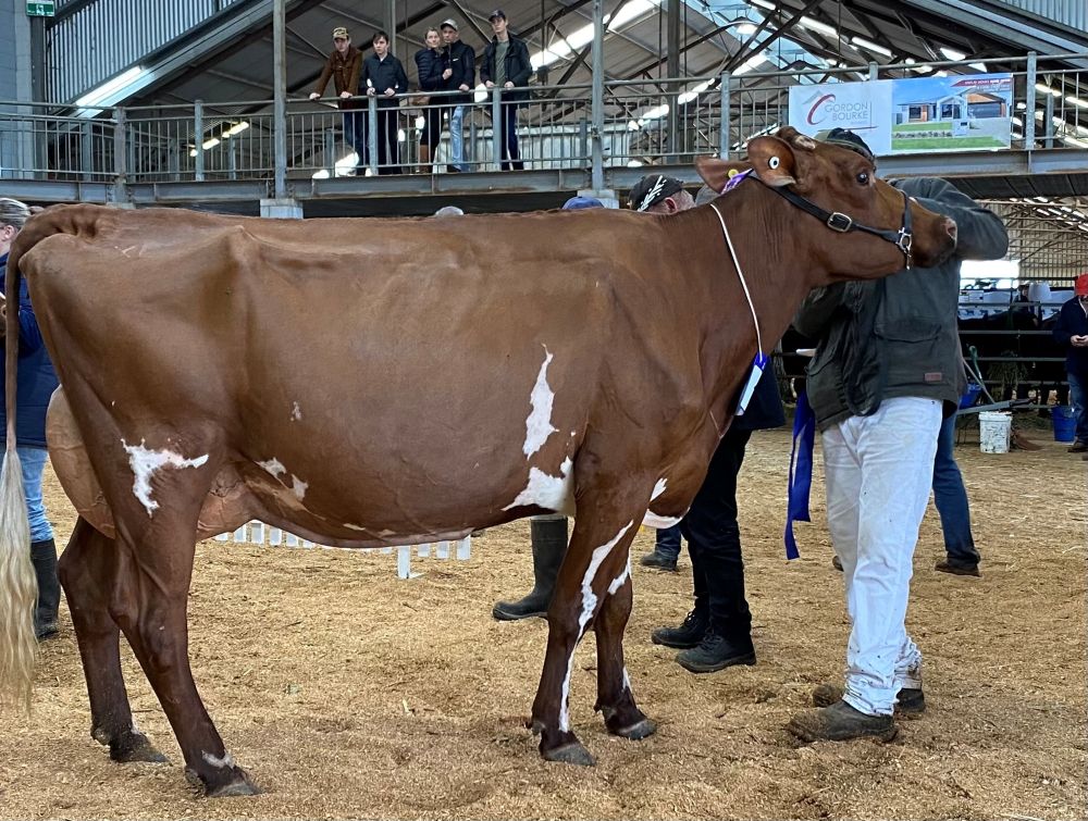 TS Champion Cow   White Park Thelma 232   M  G Henry