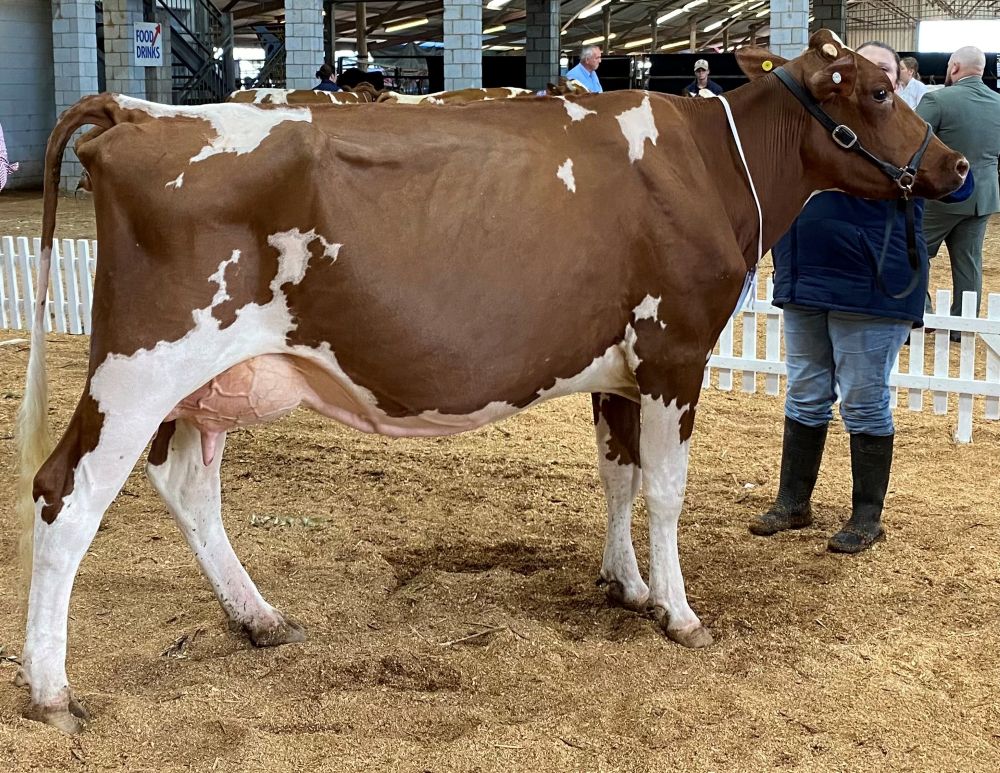 TS Hon Mention Champion Cow  White Park Thelma 233   M  G Henry