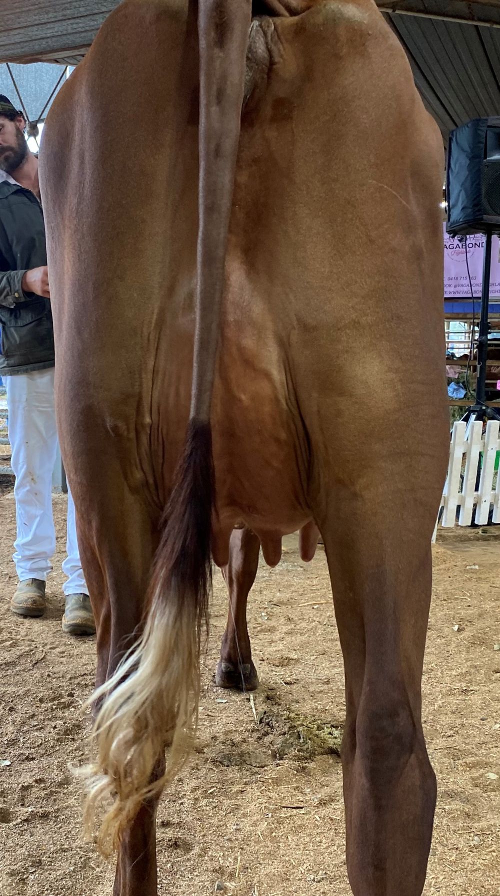 TS Best Udder Attachment U3yrs Tara Lace 21 M G Henry INTERMEDIATE RESERVE CHAMPION