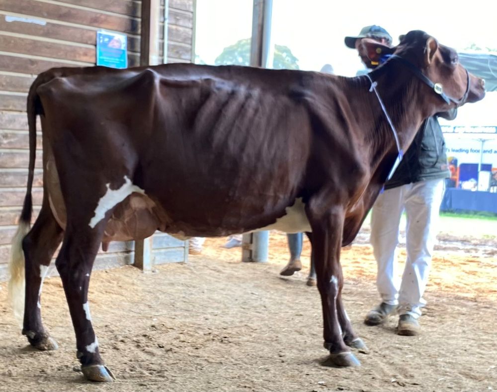 TS Class 11 7yrs over in milk Tara Lace 14 M G Henry