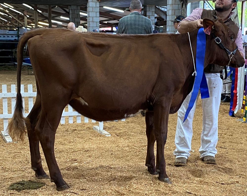 TS Class 1 Heifer U6mths Myall Jackpot Sunshine C M Vonhoff CHAMPION JUNIOR