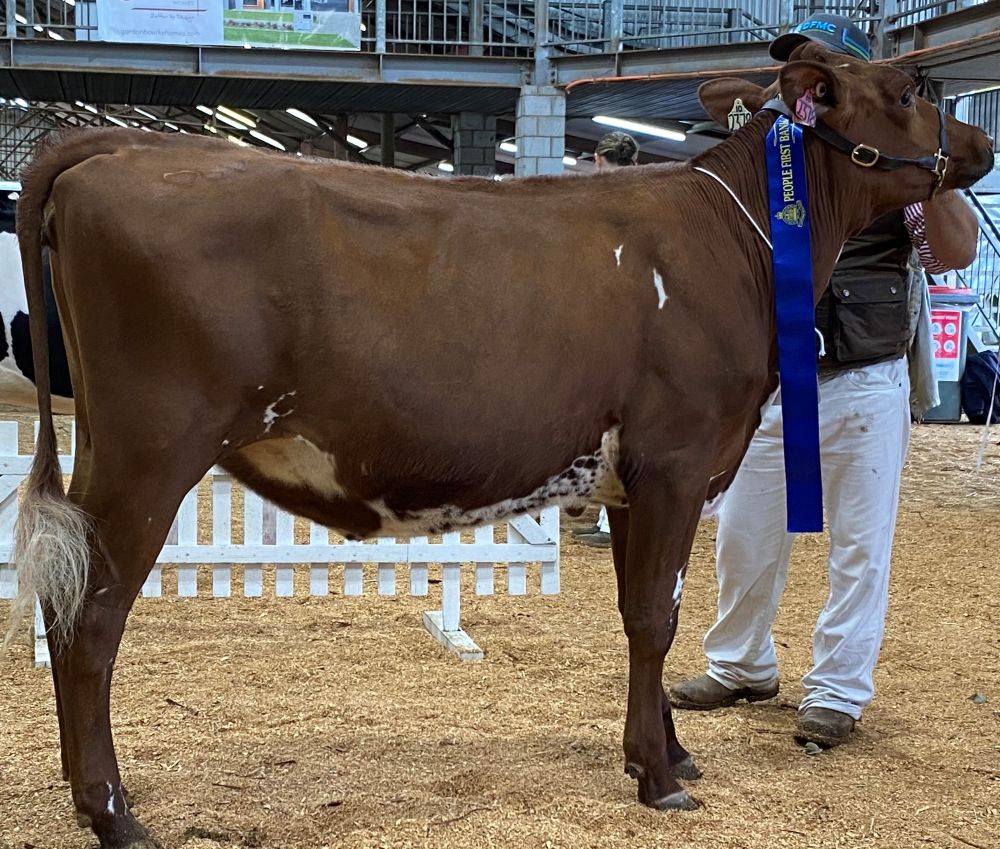 TS Class 2 Heifer 6mths U12mths Myall Performance Queen C M Vonhoff