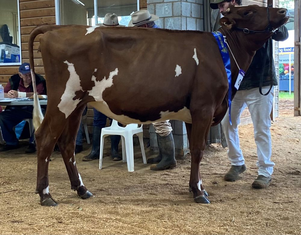 TS Class 3 Heifer 12mths U18mths Myall Performance Delight 2 C M Vonhoff RESERVE CHAMP JUNIOR