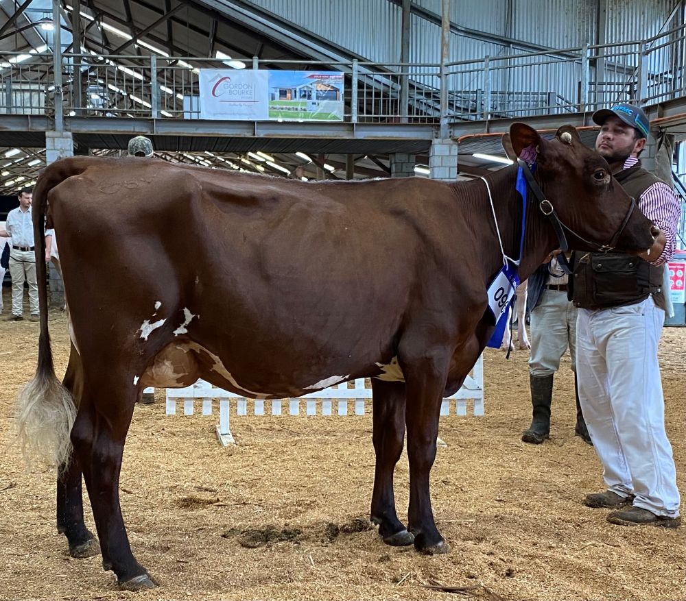TS Class 5 Heifer 2yrs U25yrs in milk Myall Tribute April C M Vonhoff