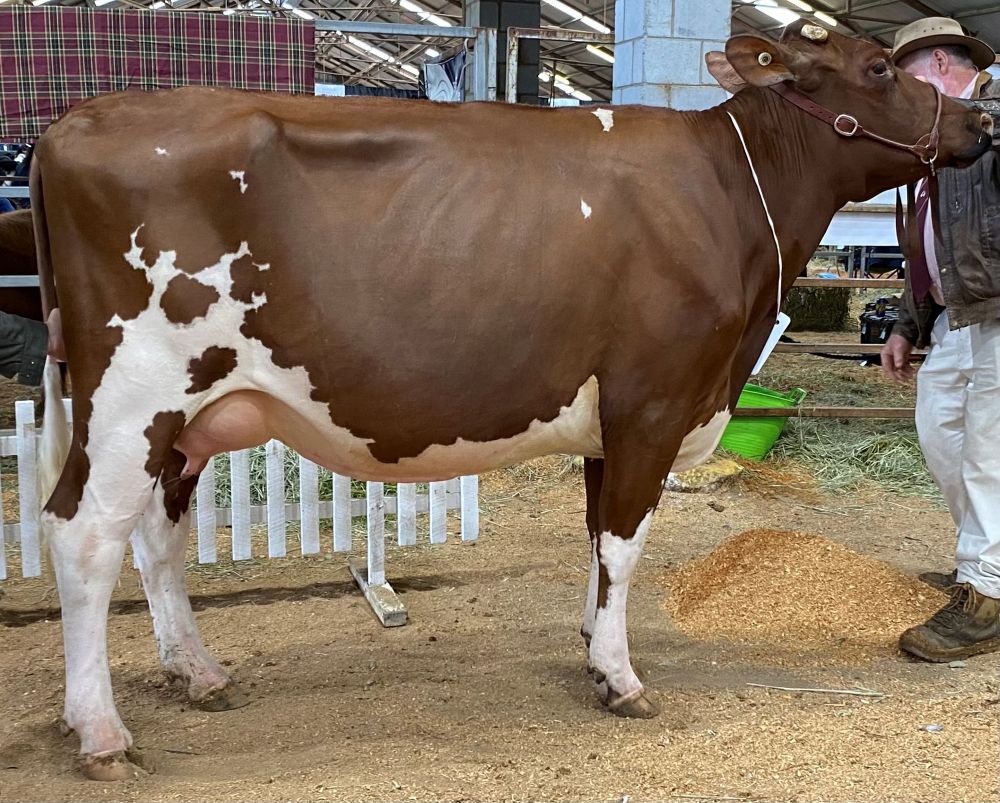 TS Class 6 Heifer 25yrs U3yrs in milk Tara Dahlia 30 M G Henry INTERMEDIATE CHAMPION